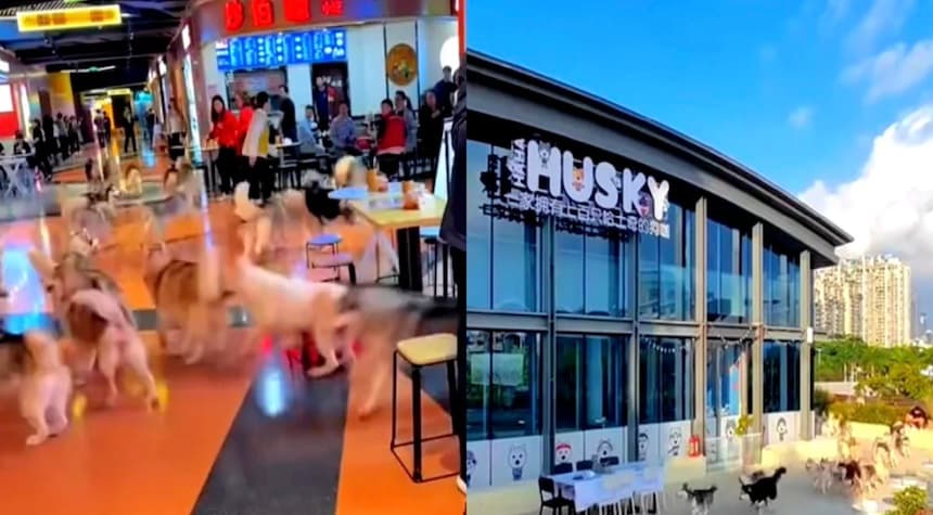 Chaos Unleashed: 100 Huskies Escape in Chinese Mall