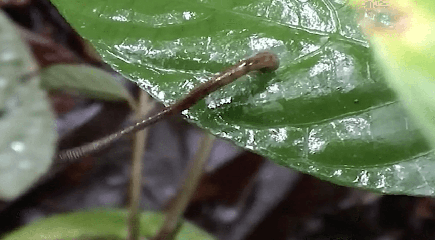Madagascar Faces Leaping Leech Menace: Here's What You Need to Know