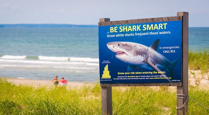 Shark Attack Warning: Which Beachgoers Face Increased Risks?